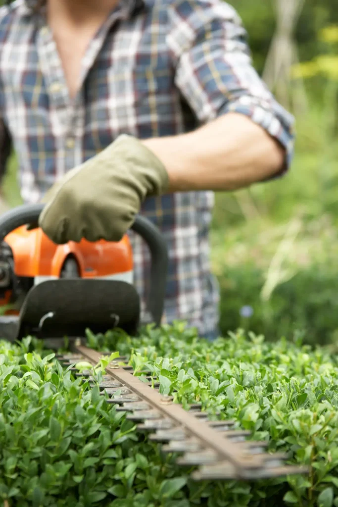 A gardener using a powered hedge trimmer to cut a neatly trimmed hedge, representing professional hedge and tree removal services in Sheffield.