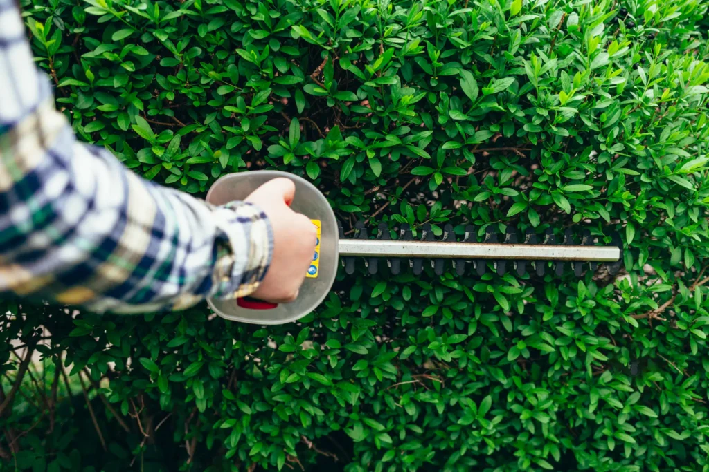 A person using an electric hedge trimmer to cut a dense green hedge, illustrating professional hedge and tree removal services in Sheffield.