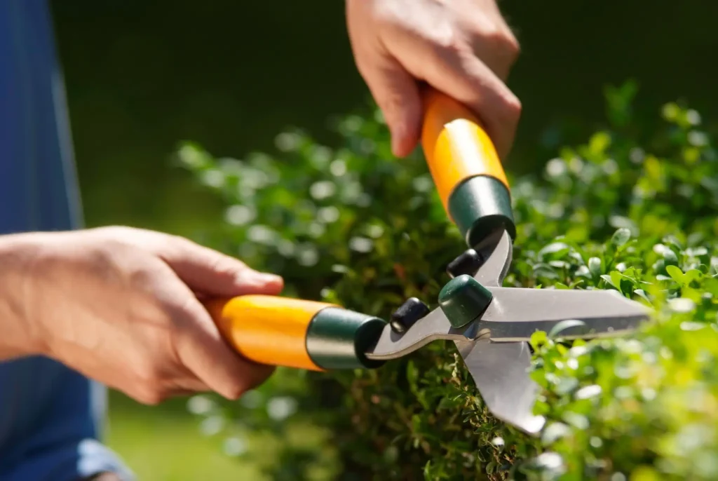 Close-up of a person trimming a hedge with manual garden shears, representing expert hedge and tree removal services in Sheffield.