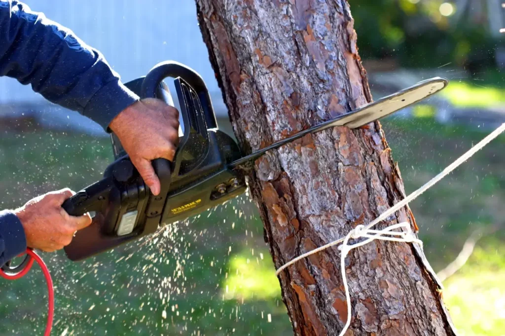 Professional using a chainsaw to cut down a tree during hedge and tree removal work