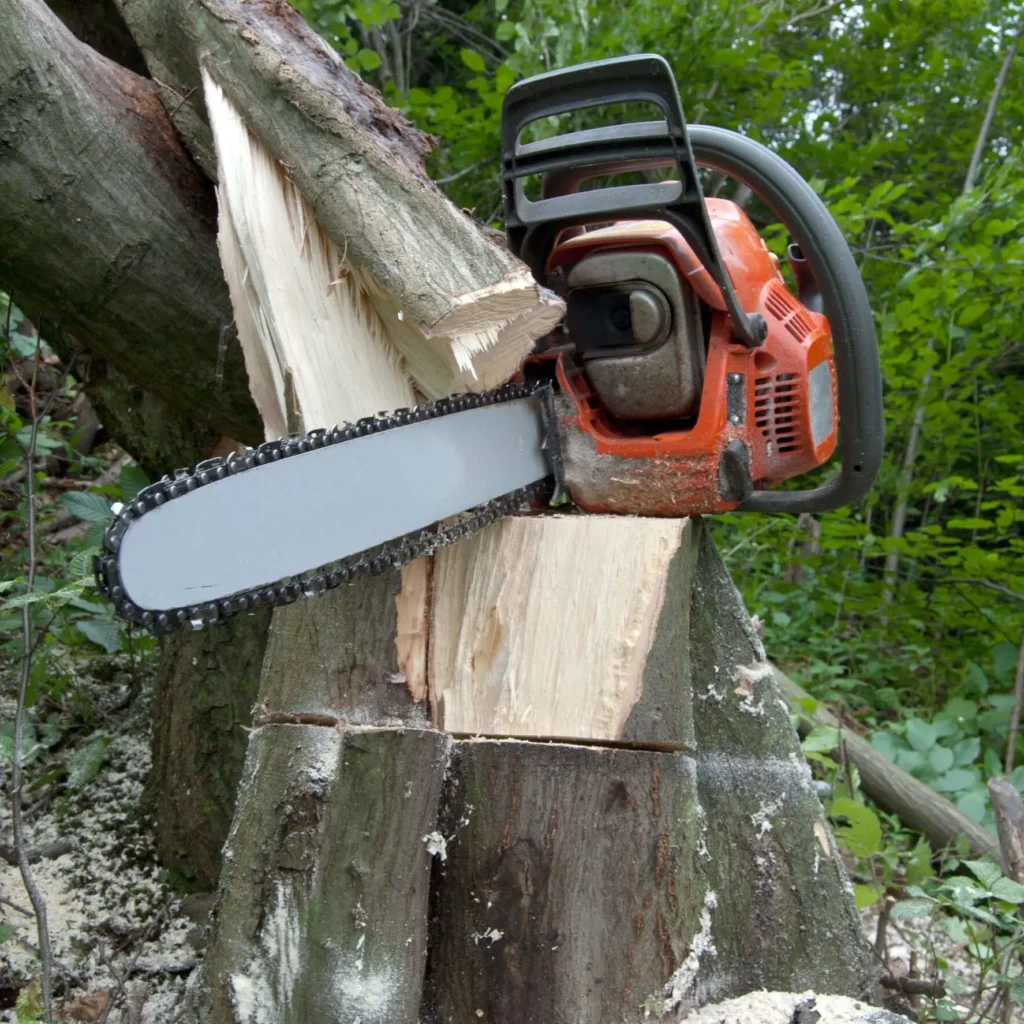 Chainsaw cutting through a tree trunk during professional hedge and tree removal in Sheffield.