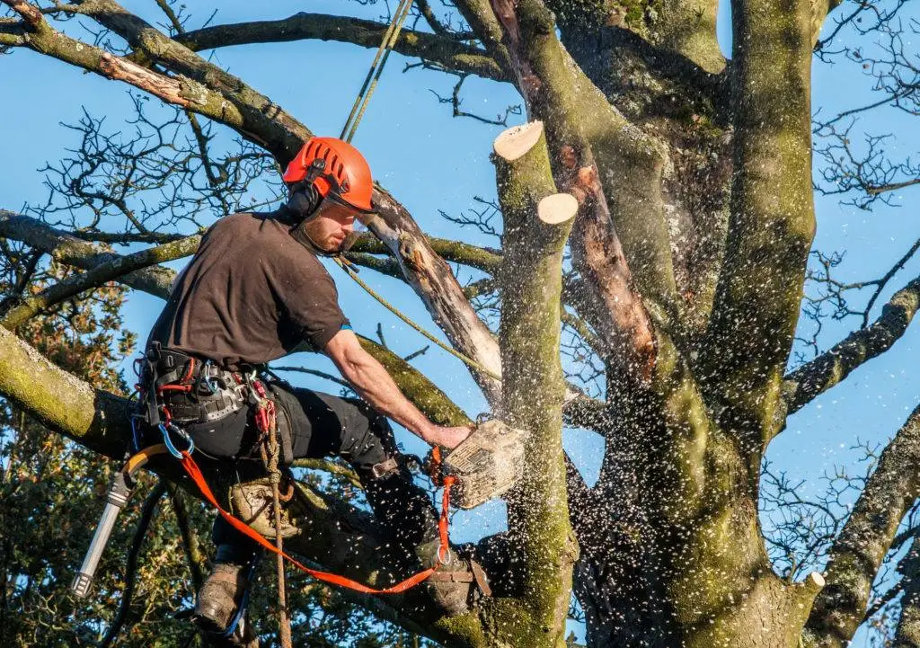 Professional arborist performing hedge and tree removal in Sheffield, cutting large branches safely using climbing gear and a chainsaw.